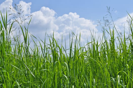Green grass and blue sky covered with clouds. Sunny day in early summer.