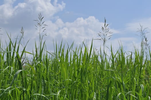 Green grass and blue sky covered with clouds. Sunny day in early summer.