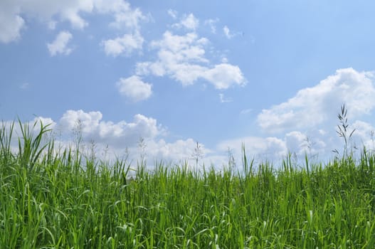 Green grass and blue sky covered with clouds. Sunny day in early summer.