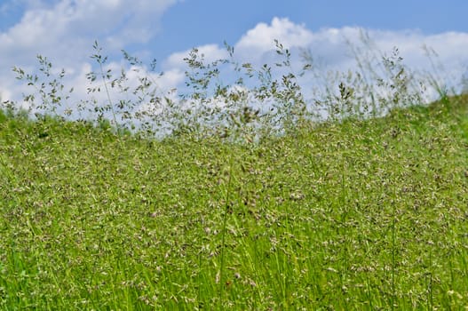 Green grass and blue sky covered with clouds. Sunny day in early summer.