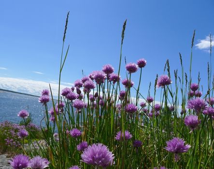 Summer flowers