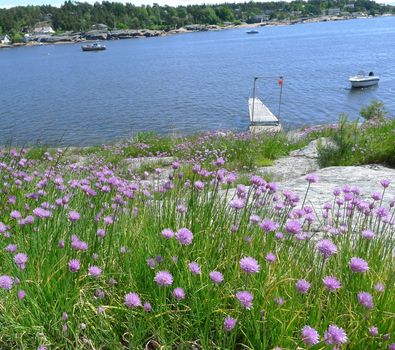 Norwegian summer view