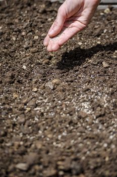 Closeup of female hand sowing.