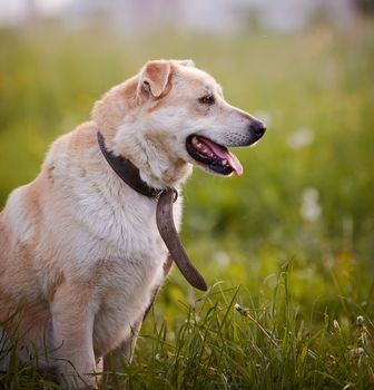 Beige dog. Dog on a grass. Not purebred dog. Doggie on walk. The beige large not purebred mongrel.