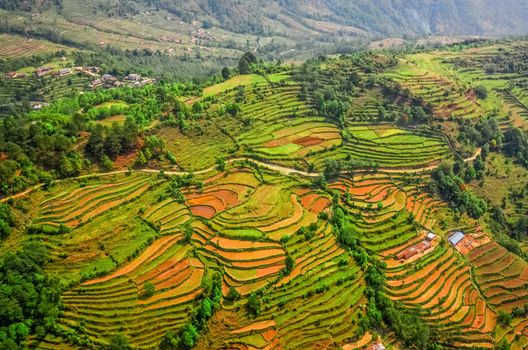 Aerial view of green and colorful rice field terraces, Nepal