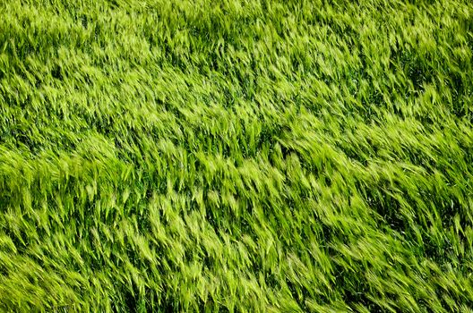 Detail of green barley field in the wind, no sky