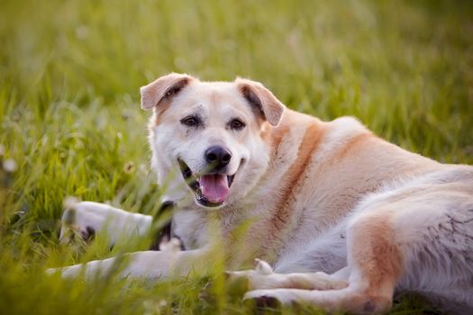 Beige dog. Dog on a grass. Not purebred dog. Doggie on walk. The beige large not purebred mongrel lies on a grass.