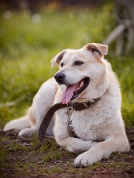 Beige dog. Dog on a grass. Not purebred dog. Doggie on walk. The beige large not purebred mongrel lies.