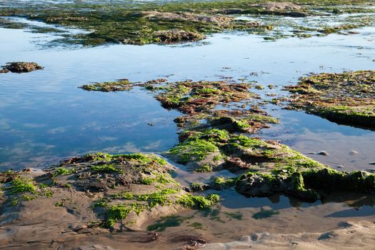 The sea shore by the low tide