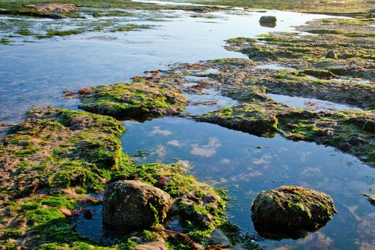 The sea shore by the low tide