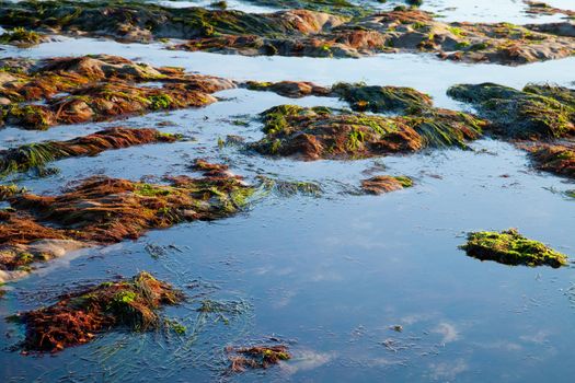 The sea shore by the low tide