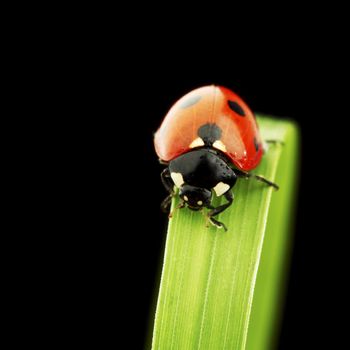 ladybug on grass isolated black background