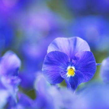 Beautiful blue violets in garden close-up