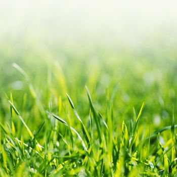 Vibrant green spring grass close-up