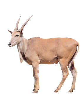 eland isolated on white background