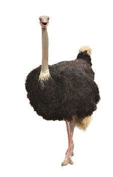 ostrich isolated on White Background