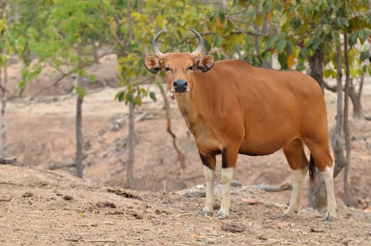 female banteng standing alone in nature