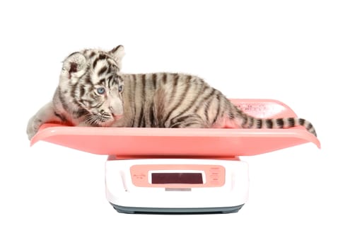 baby white tiger on weight scale isolated on white background