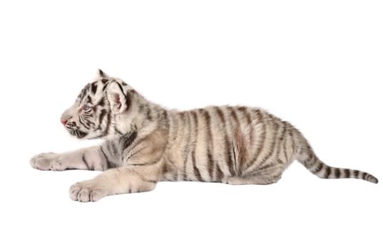 baby white bengal tiger isolated on white background
