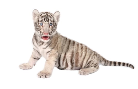 baby white bengal tiger isolated on white background