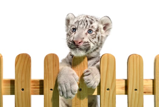 white bengal tiger and wooden fence isolated on white background