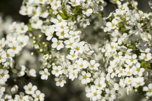 White Flowers in Spring Time