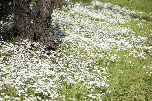 White Flowers in Spring Time