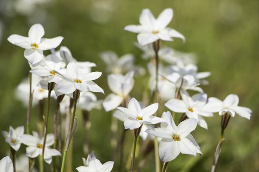 White Flowers in Spring Time