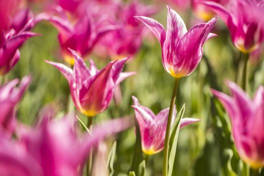 Beautiful tulips field in spring time