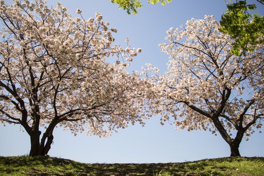 cherry blossom flowers on a spring day