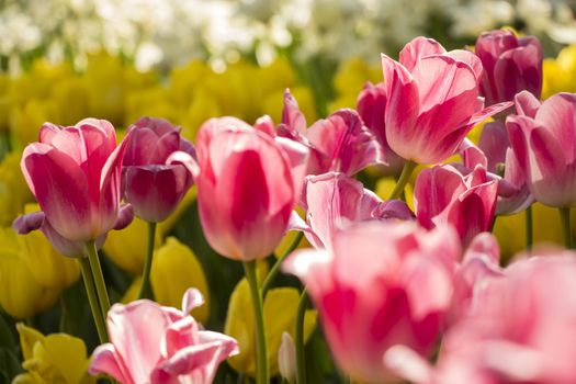 Beautiful tulips field in spring time