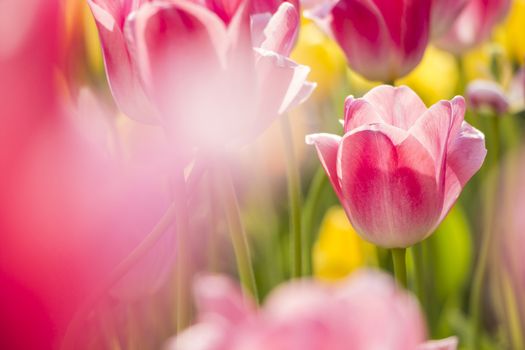 Beautiful tulips field in spring time