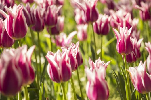 Beautiful tulips field in spring time