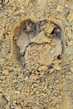 Any orientation image of moist beach sand with the hoof print from a bullock. Shot location was Manori Beach, Bombay India