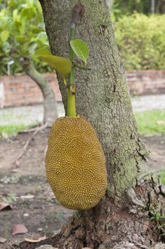 Jackfruit tree Jackfruit hanging fruit sweetened soft green fruit.