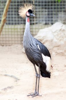 Beautiful bird nature zoo. Things to do in Chiang Mai Thailand