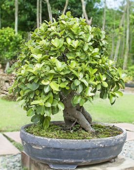 Bonsai trees, small shrubs, greenery in pots.