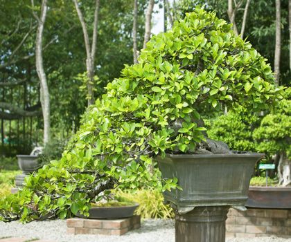 Bonsai trees, small shrubs, greenery in pots.