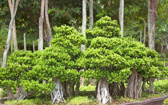 Bonsai trees, small shrubs, greenery in pots.