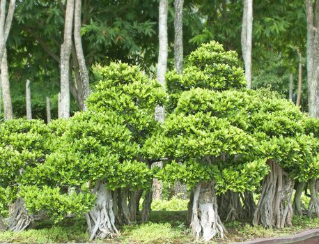 Bonsai trees, small shrubs, greenery in pots.