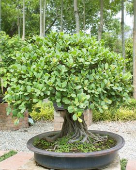 Bonsai trees, small shrubs, greenery in pots.