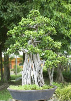 Bonsai trees, small shrubs, greenery in pots.