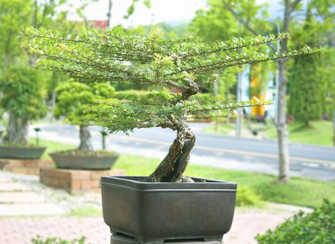 Bonsai trees, small shrubs, greenery in pots.