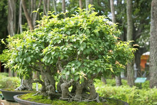 Bonsai trees, small shrubs, greenery in pots.