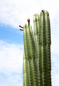 Green big cactus over blue sky tropics.