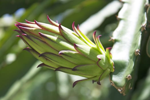 The larvae of dragon fruit crop stage.