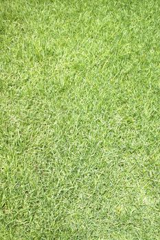 Beautiful green grass texture from golf course