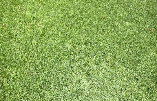 Beautiful green grass texture from golf course