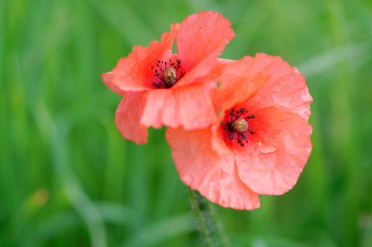 two poppies  on green background