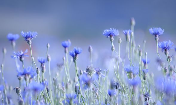 blue color and cornflowers